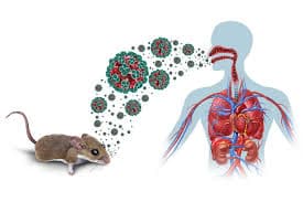 Hantavirus en Suiza: nuevo caso en un pasajero de crucero